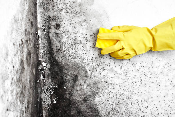 Professional Mold Removal in Roslyn, PA