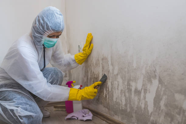 Best Residential Mold Removal  in Roslyn, PA