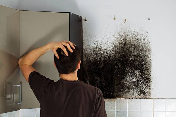 Best Fast Mold Removal  in Roslyn, PA
