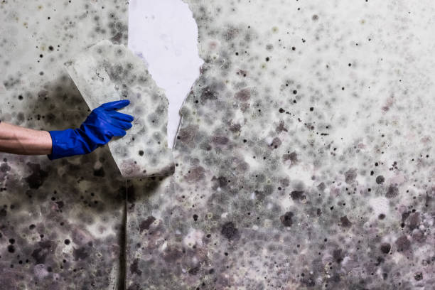 Best Certified Mold Removal  in Roslyn, PA