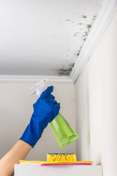Office Mold Removal Services in Roslyn, PA